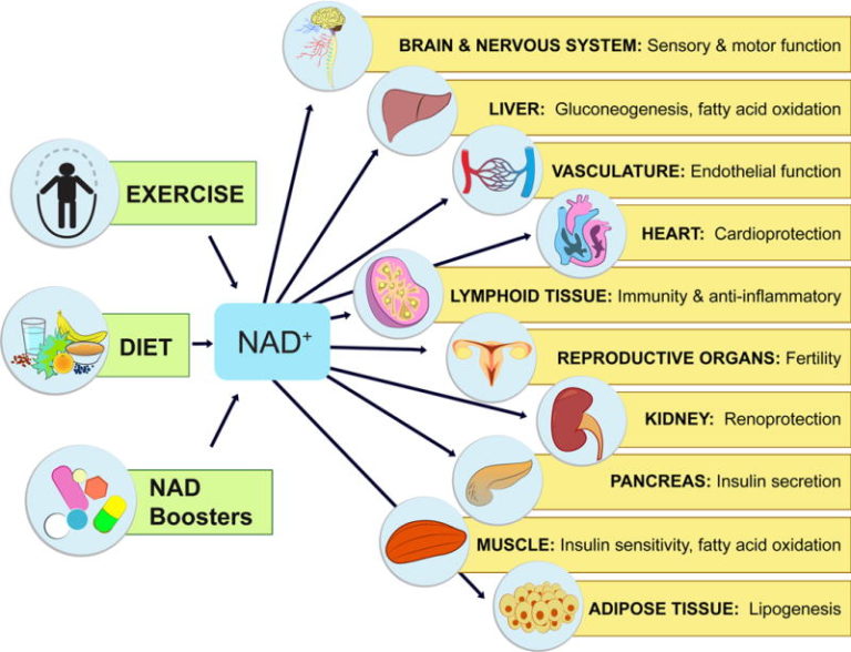 Anti-Aging - Haelan LifeStream Center